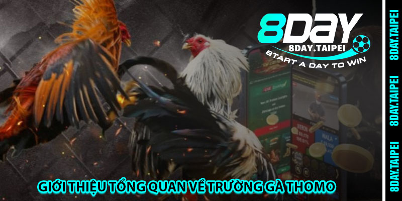 Giới thiệu tổng quan về trường gà Thomo 