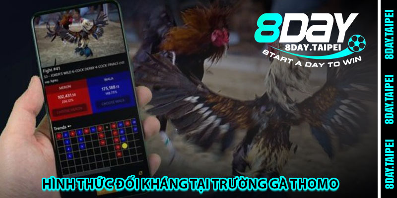 Hình thức đối kháng tại trường gà Thomo 